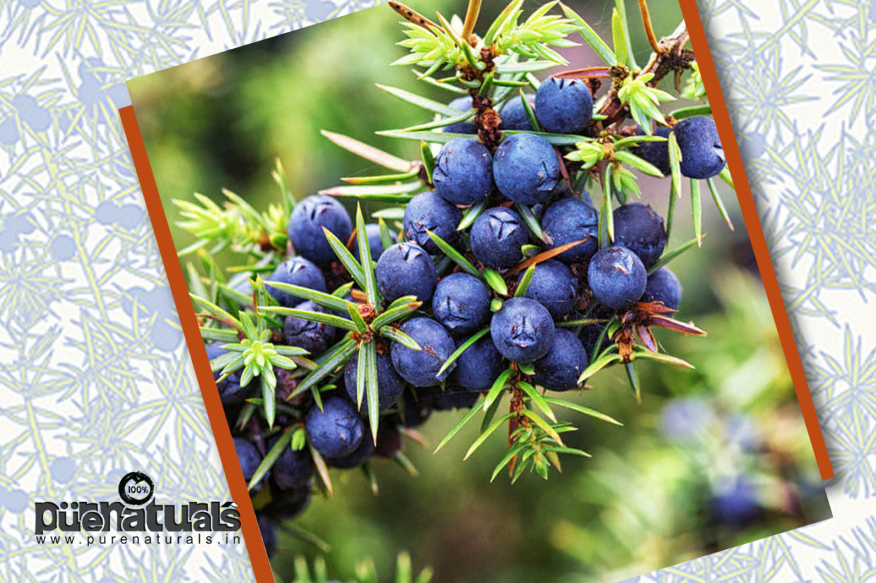 This Herb Is A Natural Hair Growth Stimulant Juniper